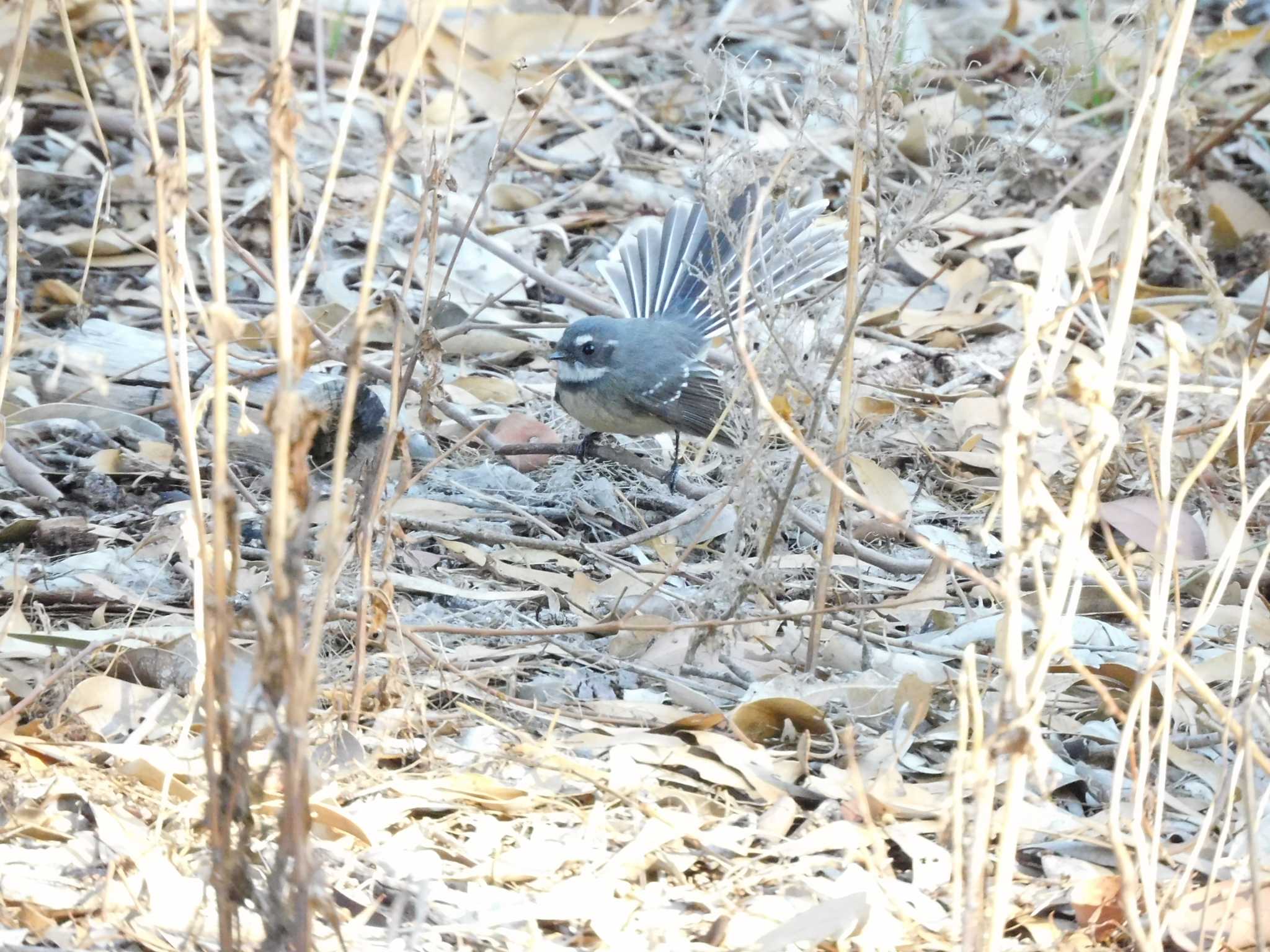 ハイイロオウギビタキ