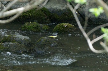 キセキレイ 発寒川緑地(札幌市西区) 2023年5月7日(日)