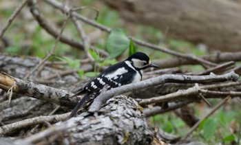 Great Spotted Woodpecker(japonicus) 青葉公園(千歳市) Sat, 5/6/2023