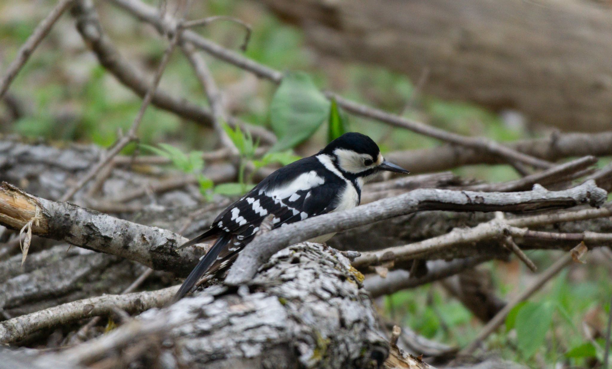 Photo of Great Spotted Woodpecker(japonicus) at 青葉公園(千歳市) by マルCU