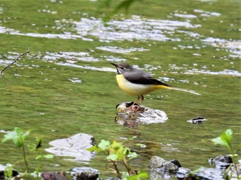 2023年5月20日(土) 陣馬山の野鳥観察記録