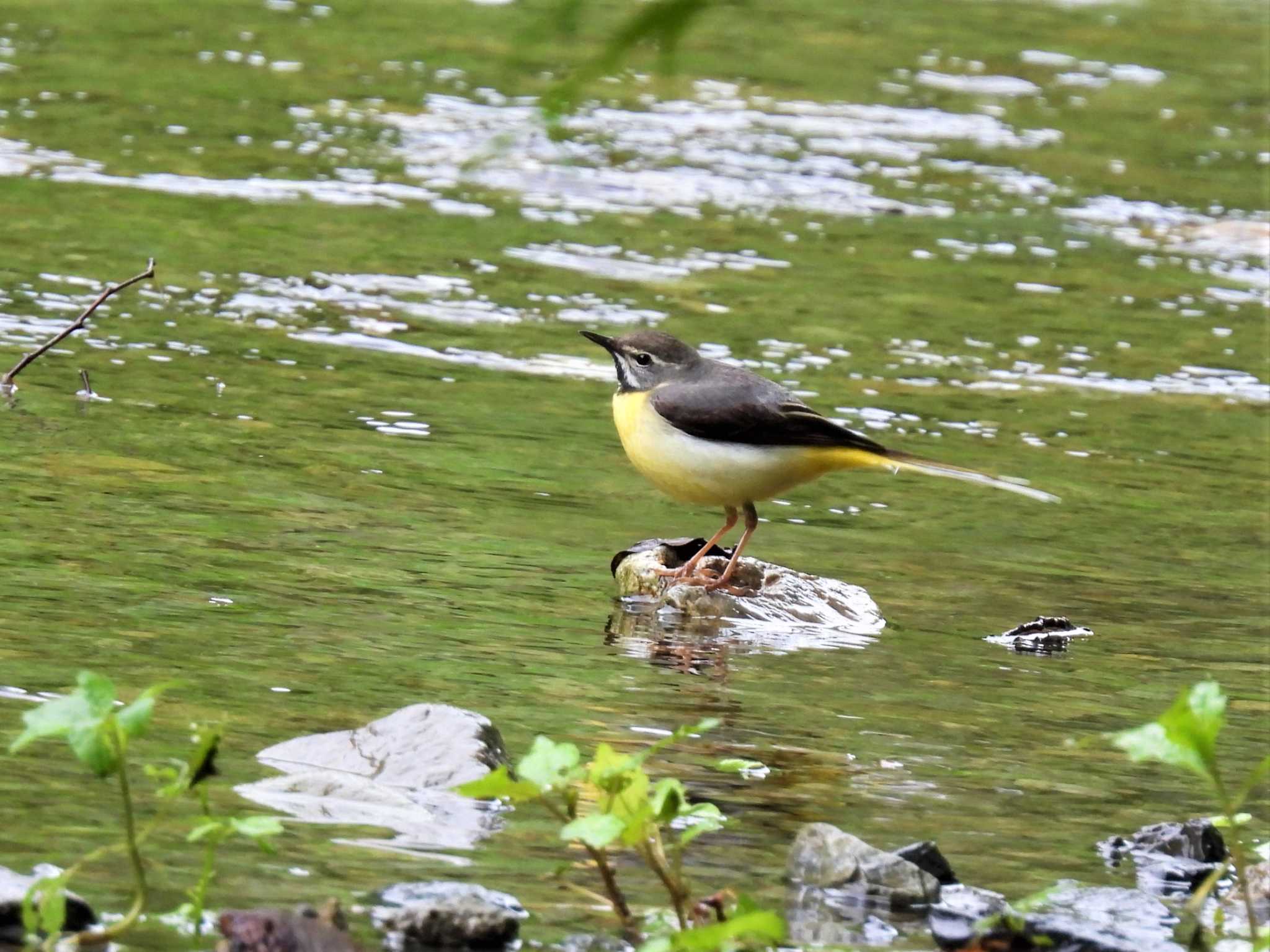 Grey Wagtail