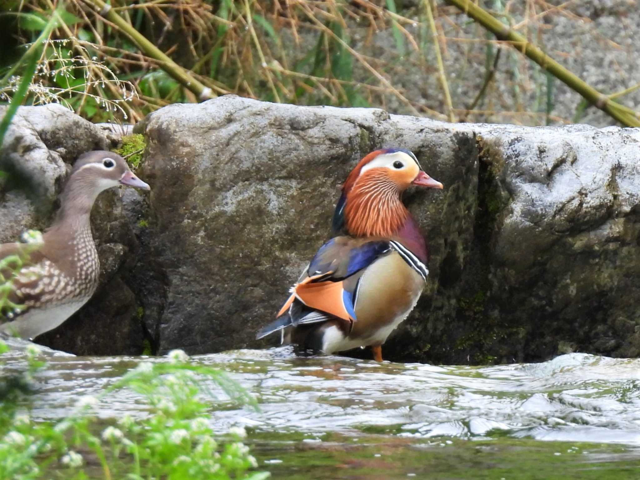 Mandarin Duck