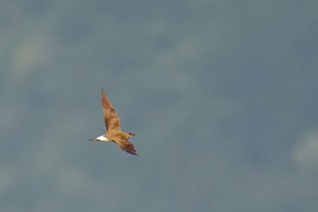 Oriental Pratincole 酒匂川河口 Fri, 5/5/2023