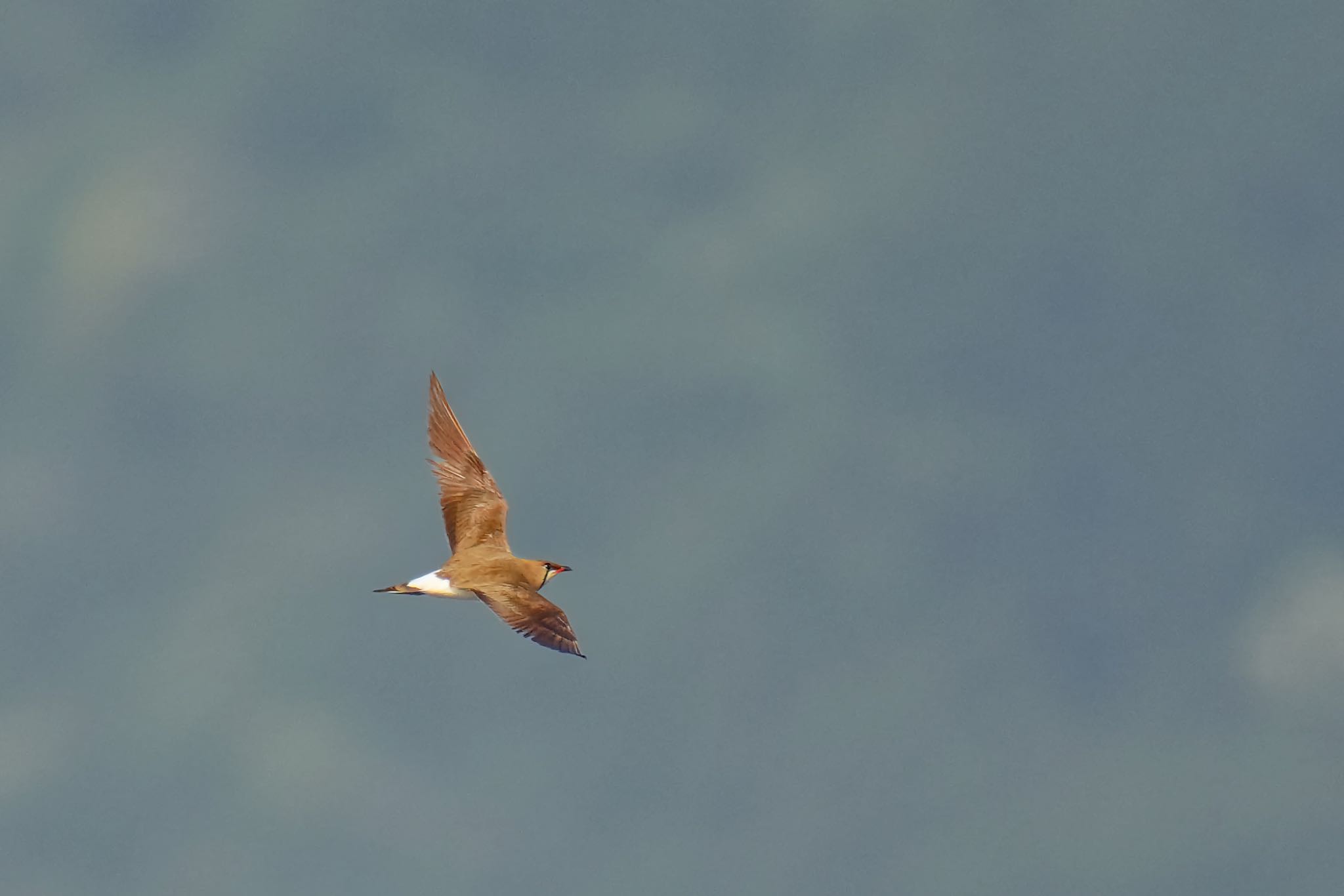 Oriental Pratincole