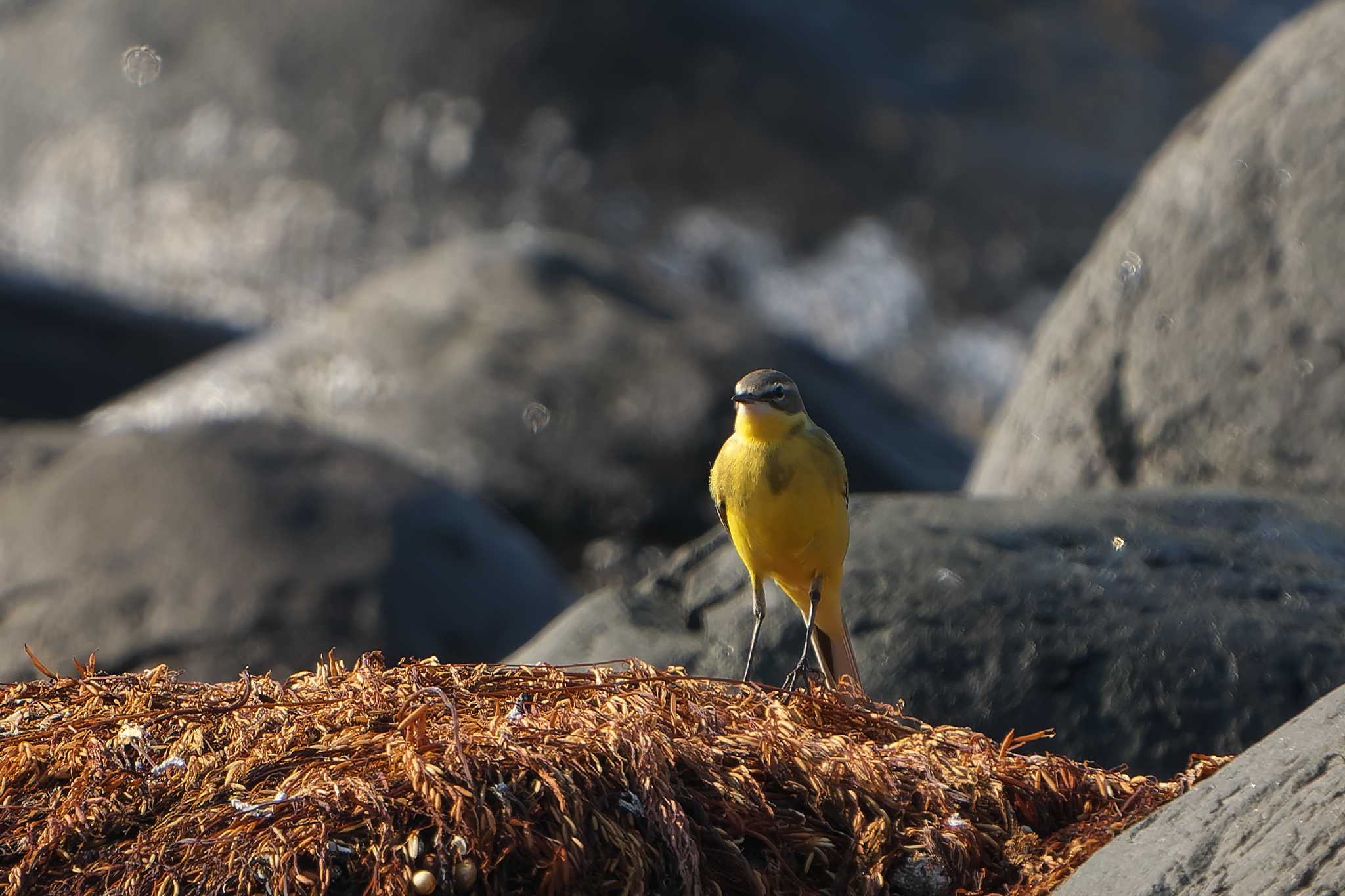 Eastern Yellow Wagtail(simillima)