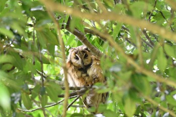 Long-eared Owl Watarase Yusuichi (Wetland) Sat, 5/20/2023