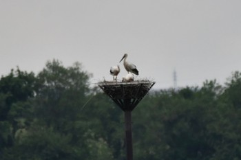 Oriental Stork Watarase Yusuichi (Wetland) Sat, 5/20/2023