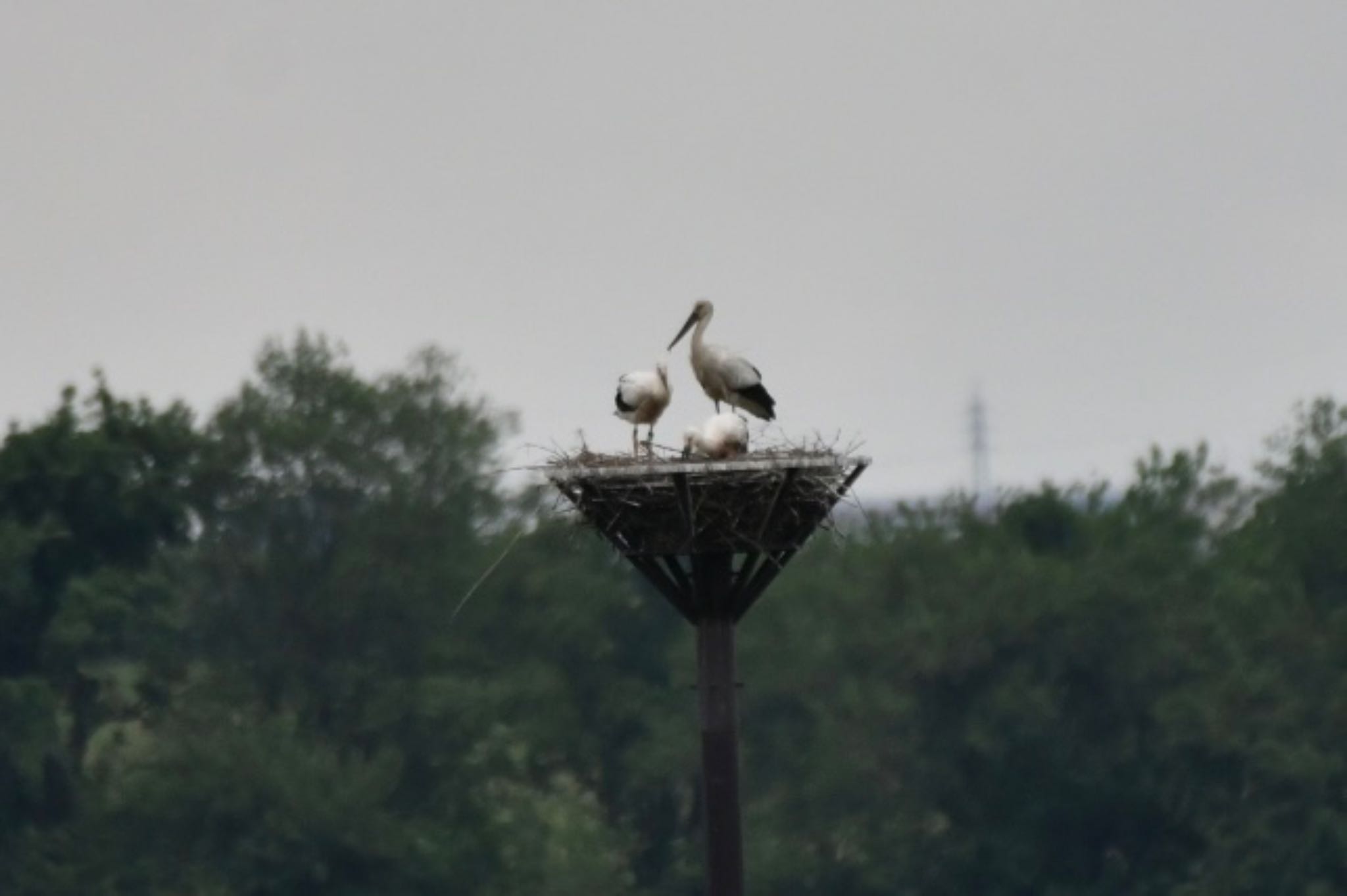 Oriental Stork