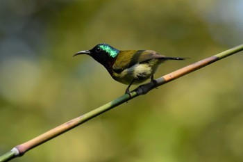 Fork-tailed Sunbird ベトナム Fri, 5/5/2023