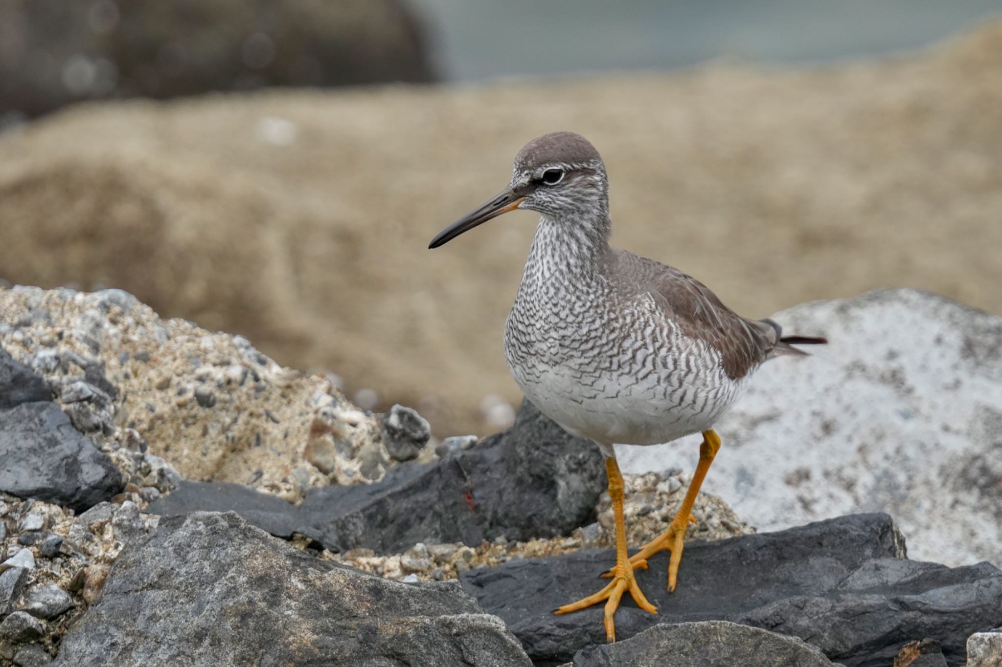 Grey-tailed Tattler