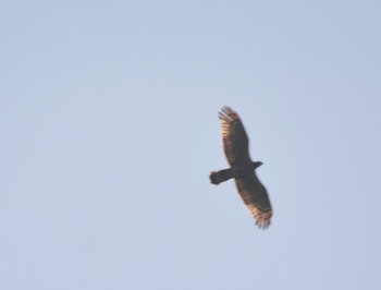 Eurasian Sparrowhawk 各務野自然遺産の森 Sat, 5/20/2023