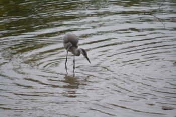 Grey Heron 名古屋城 Sun, 5/14/2023