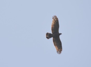 Eurasian Sparrowhawk 各務野自然遺産の森 Sat, 5/20/2023