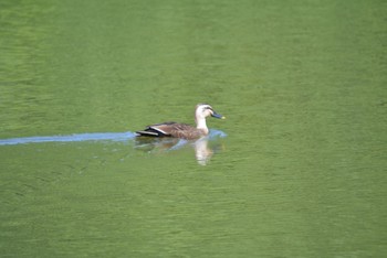 Eastern Spot-billed Duck 各務野自然遺産の森 Sat, 5/20/2023