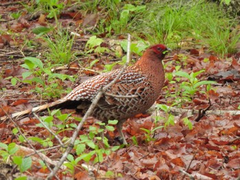 2023年5月20日(土) 軽井沢の野鳥観察記録