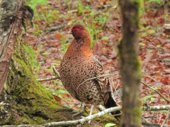 Copper Pheasant 軽井沢 Sat, 5/20/2023