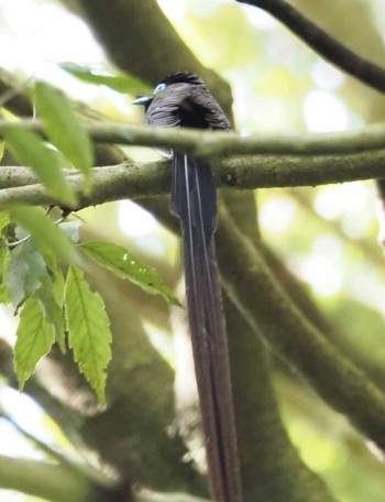 サンコウチョウ 摩耶山 2023年5月20日(土)