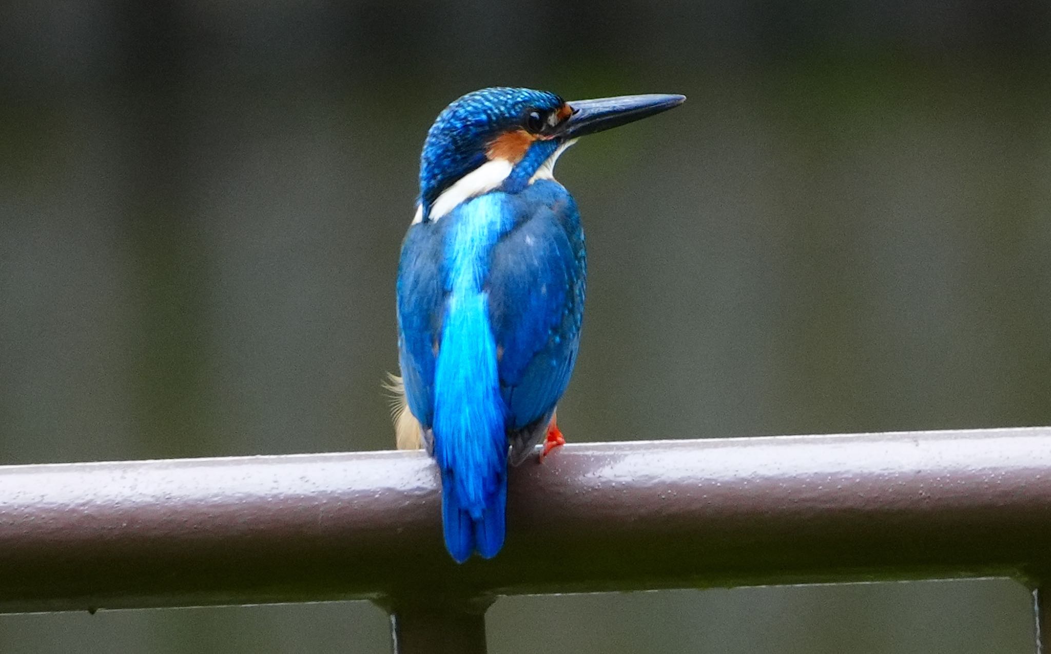 Photo of Common Kingfisher at Satake Park by アルキュオン