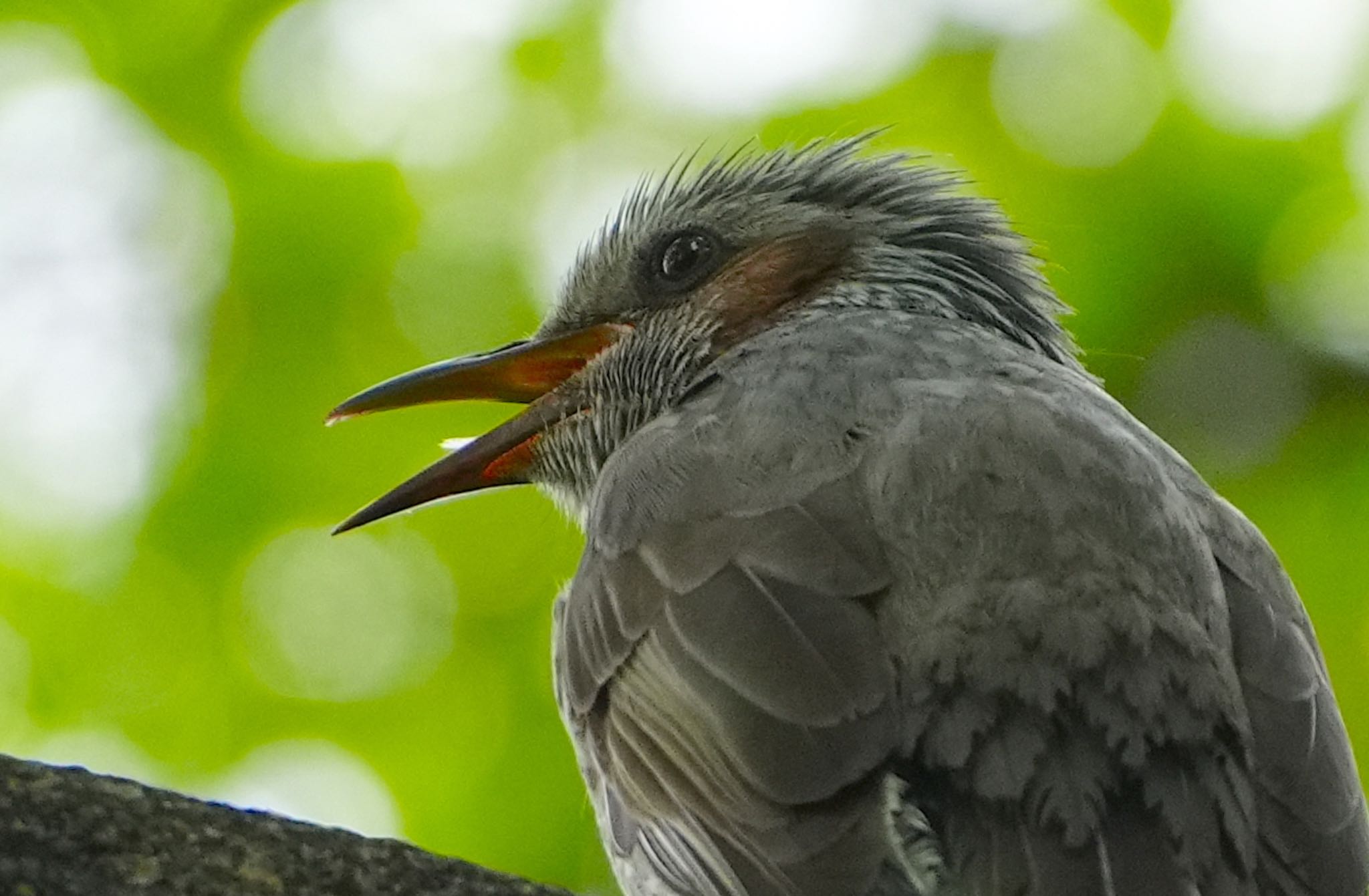 Photo of Brown-eared Bulbul at Osaka castle park by アルキュオン