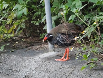 2023年5月1日(月) 国頭村(沖縄県)の野鳥観察記録