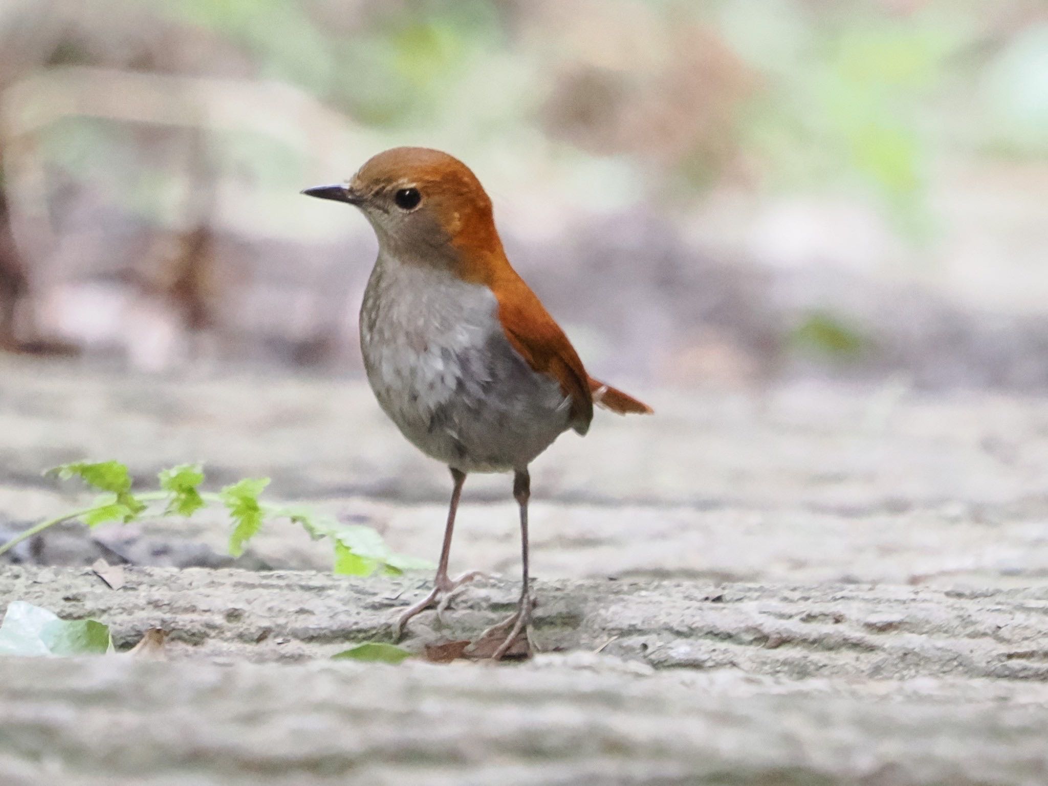 ホントウアカヒゲ