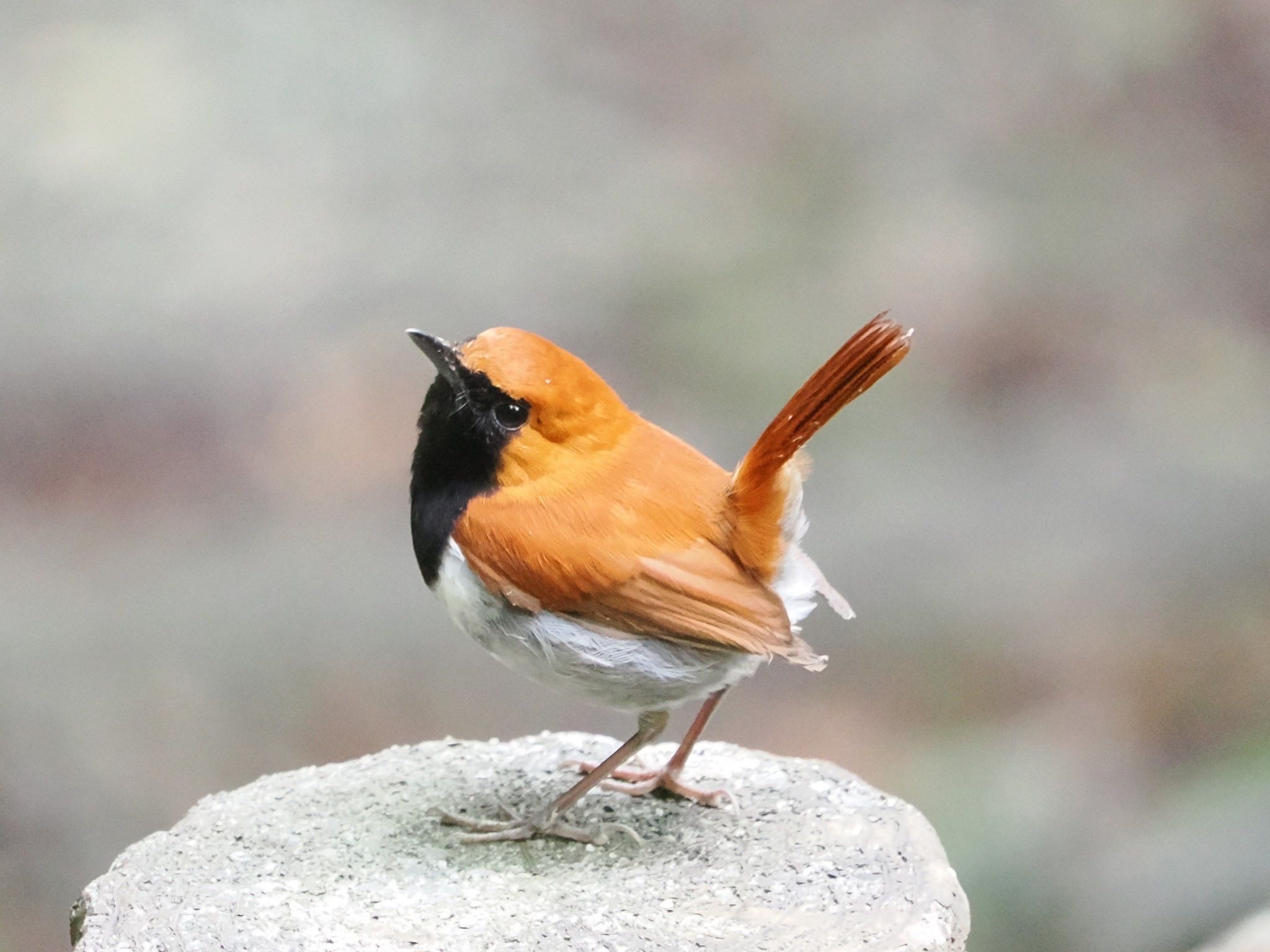 Okinawa Robin