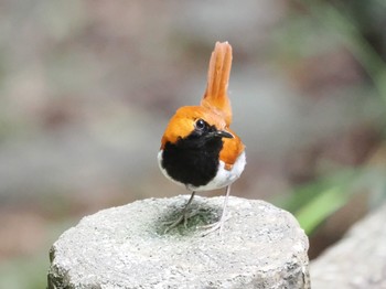 ホントウアカヒゲ 国頭村森林公園 2023年5月1日(月)