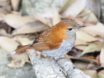 ホントウアカヒゲ 国頭村森林公園 2023年5月1日(月)