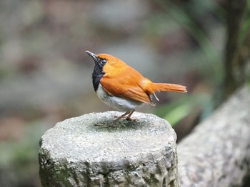 ホントウアカヒゲ 国頭村森林公園 2023年5月1日(月)