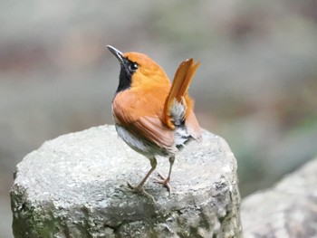 ホントウアカヒゲ 国頭村森林公園 2023年5月1日(月)