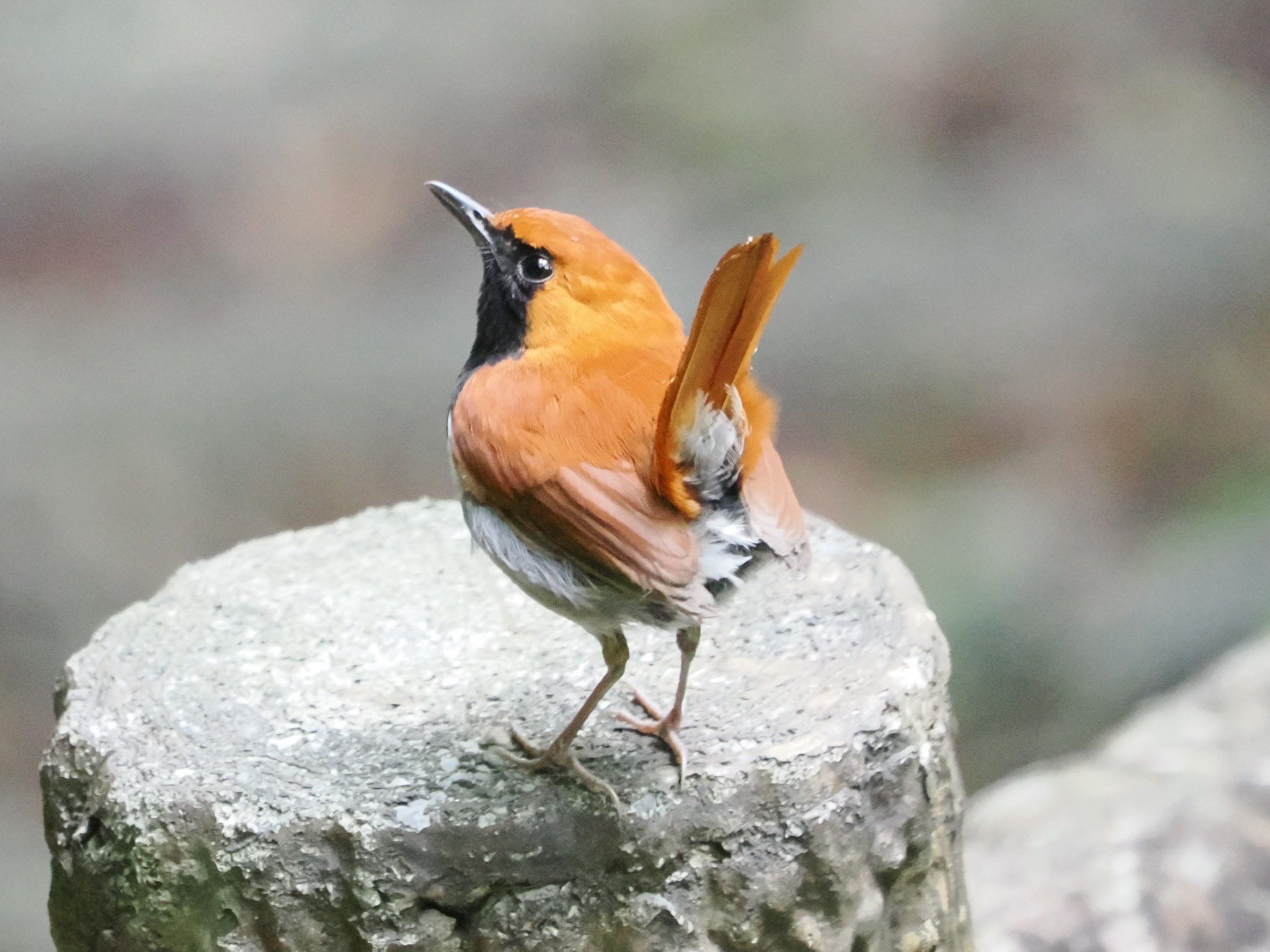 ホントウアカヒゲ