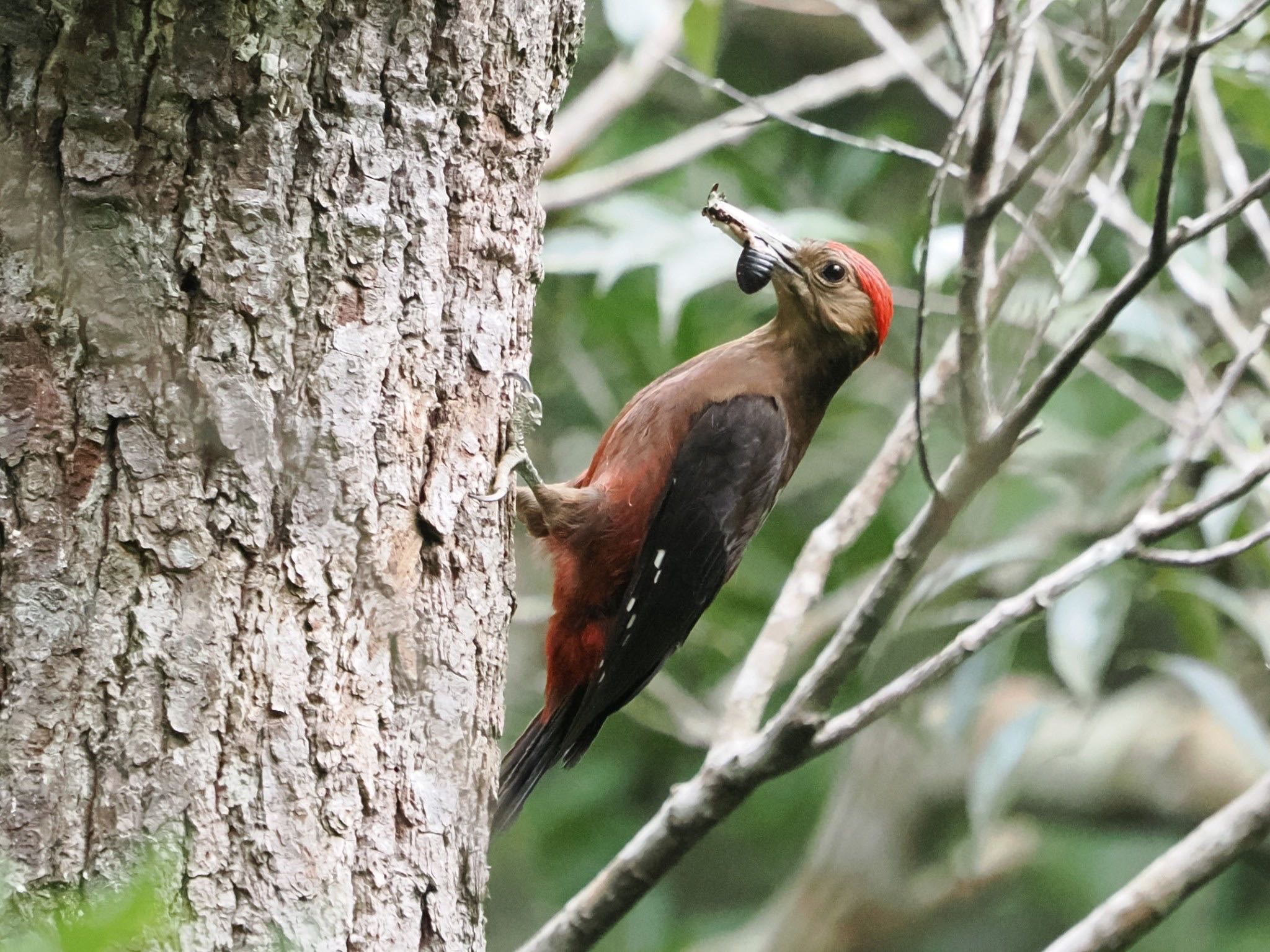 Photo of Okinawa Woodpecker at 国頭村森林公園 by ぽぽぽ