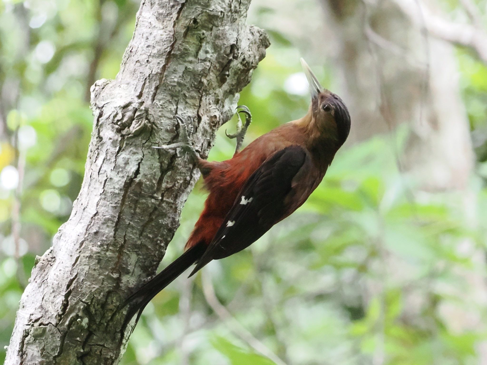 Photo of Okinawa Woodpecker at 国頭村森林公園 by ぽぽぽ