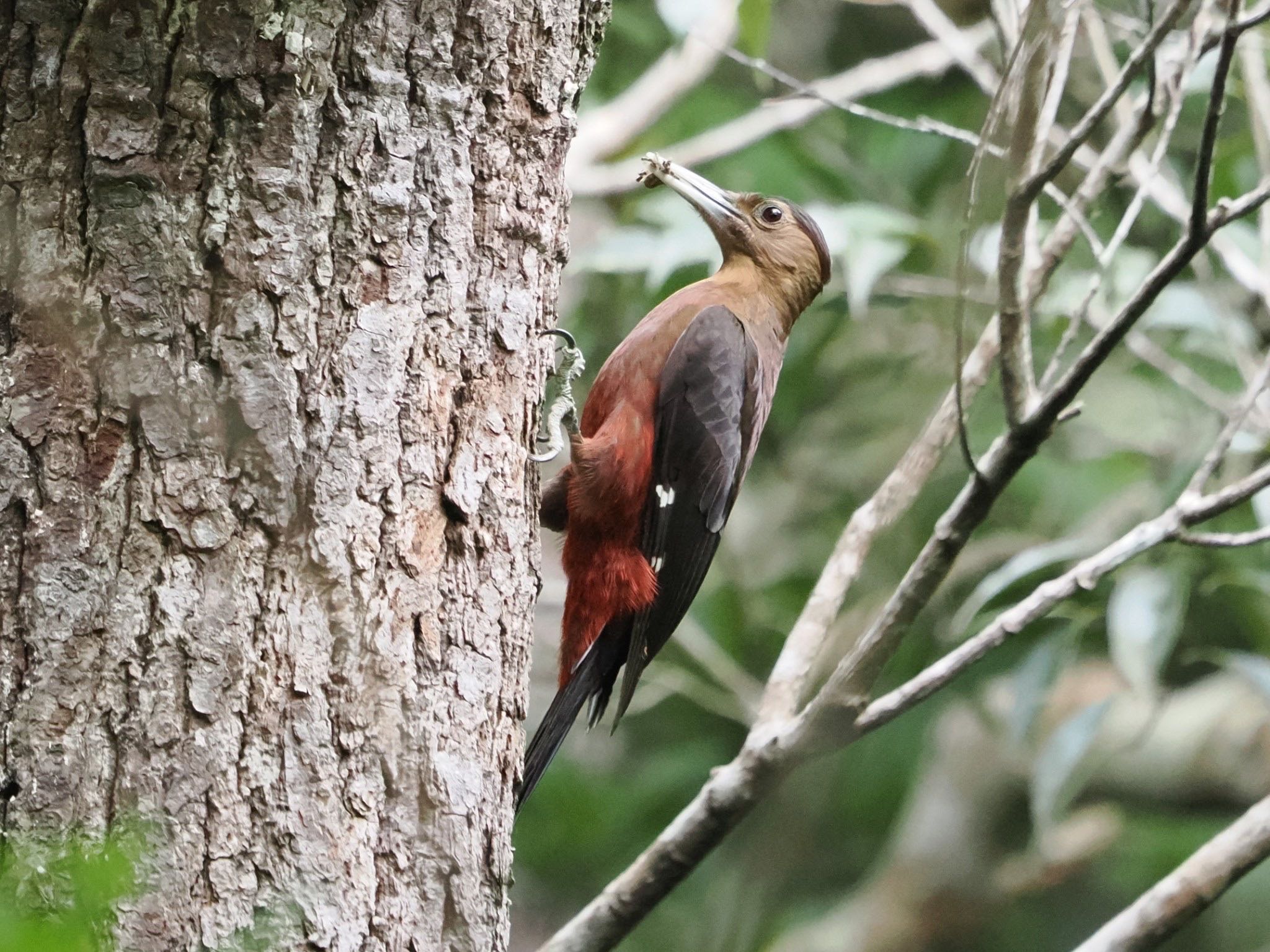 Photo of Okinawa Woodpecker at 国頭村森林公園 by ぽぽぽ