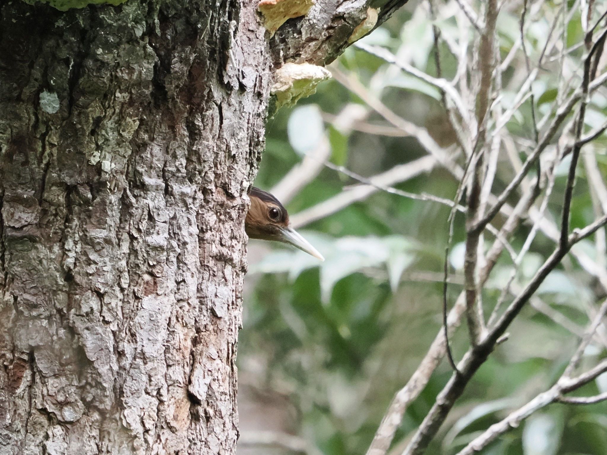 Photo of Okinawa Woodpecker at 国頭村森林公園 by ぽぽぽ
