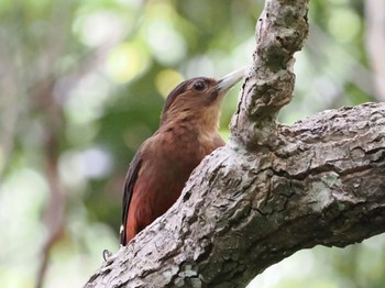 Okinawa Woodpecker 国頭村森林公園 Mon, 5/1/2023