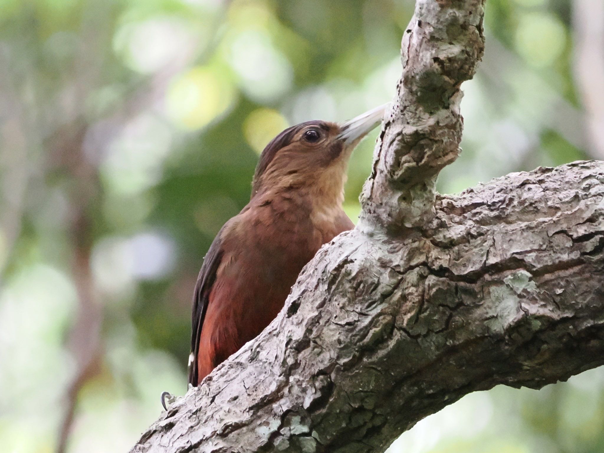 Okinawa Woodpecker