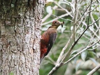 ノグチゲラ 国頭村森林公園 2023年5月1日(月)