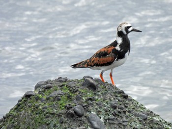 Ruddy Turnstone 習志野親水護岸 Sat, 5/20/2023