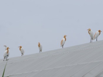 アマサギ 屋我地島(沖縄県) 2023年5月1日(月)