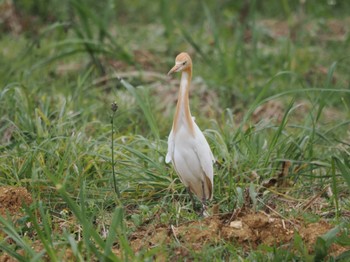 Eastern Cattle Egret 屋我地島(沖縄県) Mon, 5/1/2023