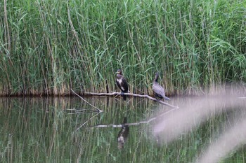 Great Cormorant Toneri Park Sat, 5/20/2023