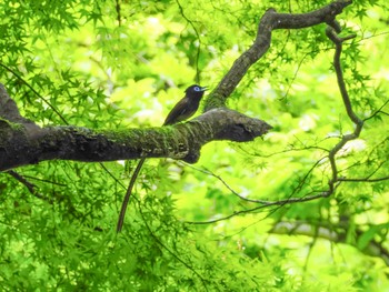 Black Paradise Flycatcher 春日山原始林 Sat, 5/20/2023