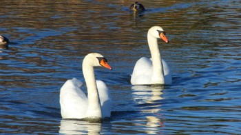 コブハクチョウ 大沼親水公園 2015年1月2日(金)