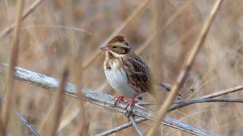 カシラダカ 大沼親水公園 2015年1月2日(金)