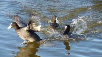 オオバン 大沼親水公園 2015年1月2日(金)