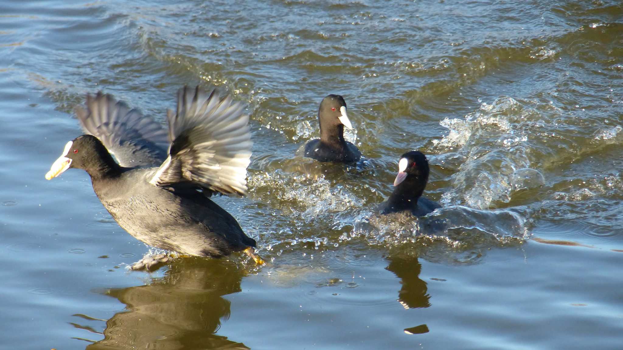 大沼親水公園 オオバンの写真 by k honma