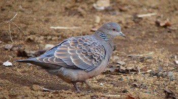 キジバト 舞岡公園 2015年1月26日(月)