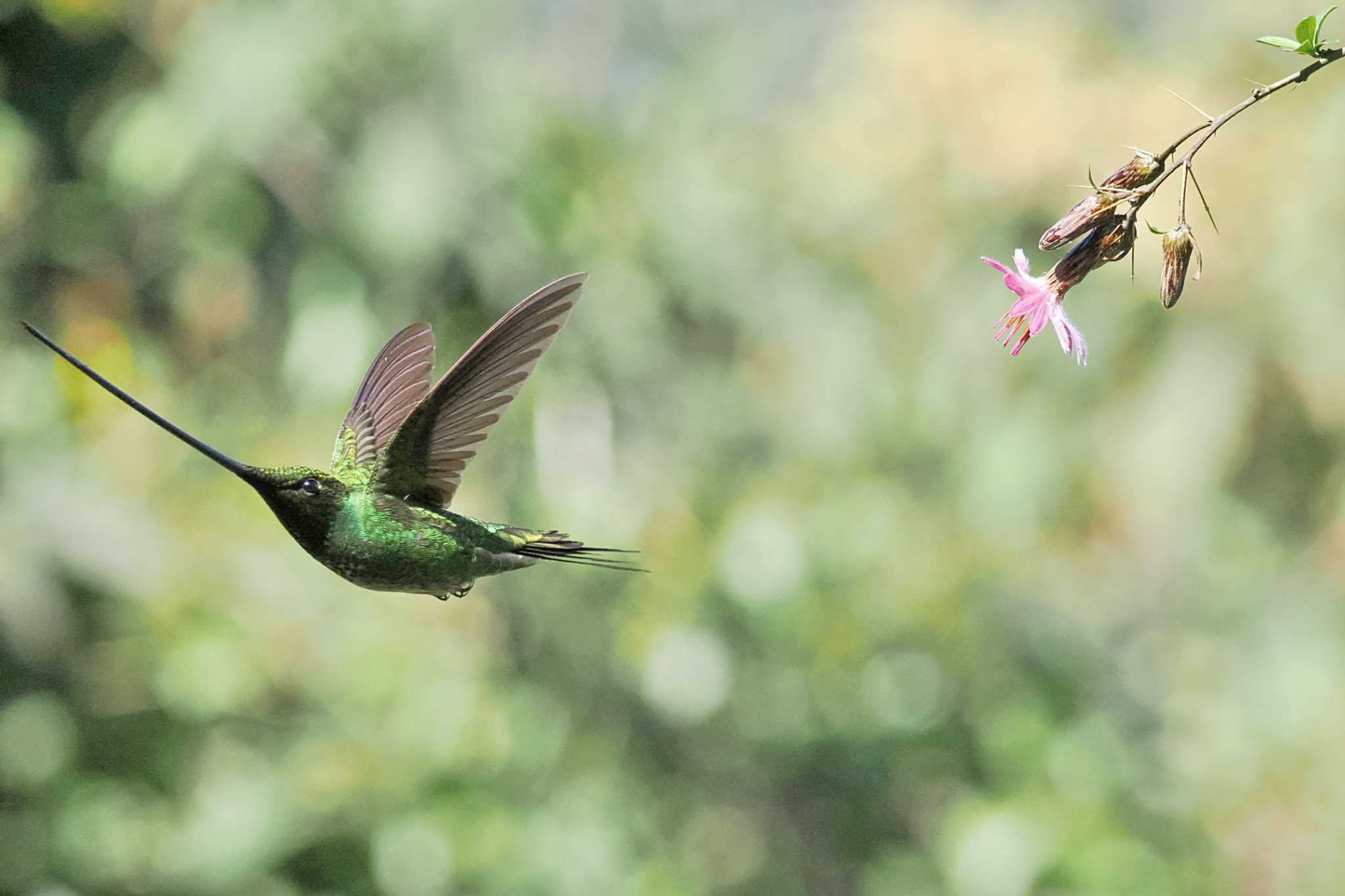 Photo of Sword-billed Hummingbird at Mindo(Ecuador) by 藤原奏冥